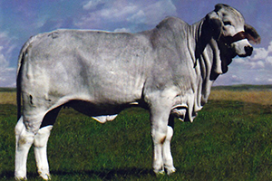 juana