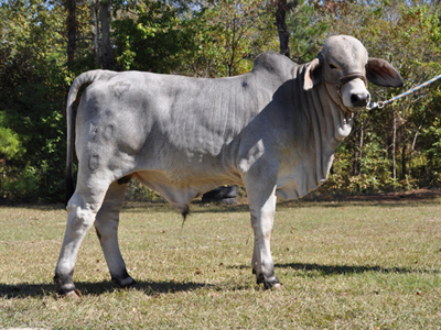 ranch8